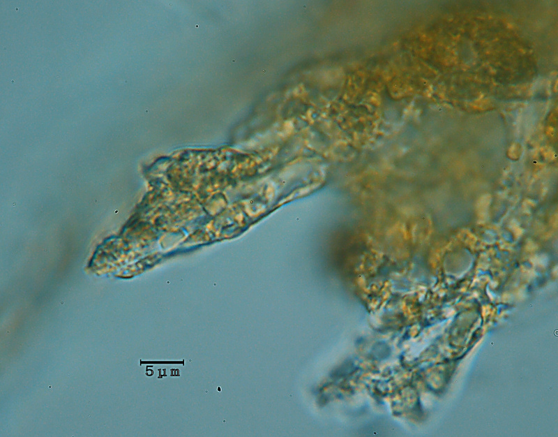 Ricomparsa! (Auriporia aurulenta)